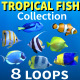 Tropical Fish Collection - VideoHive Item for Sale