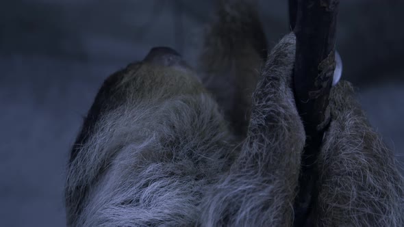 A two toed sloth hanging in a tree close to the camera slow motion cinematic alt