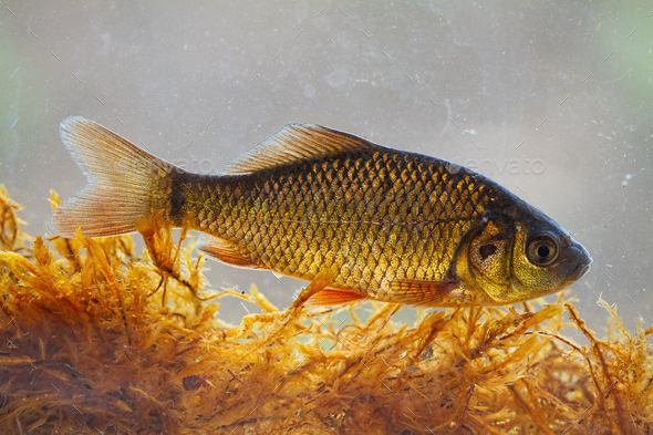 Alive young crucian carp diving in river water under surface - Stock Photo - Images