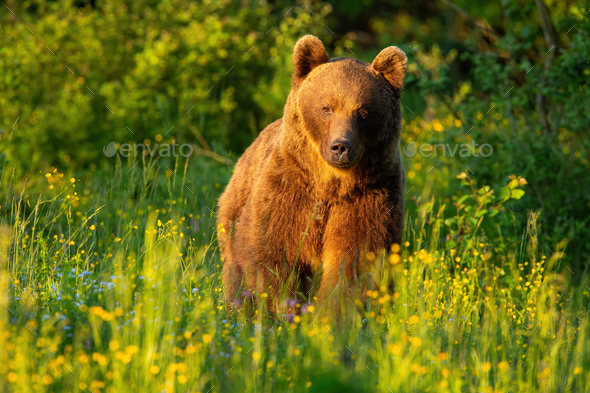 Majestic brown bear walking on meadow in summer at sunset - Stock Photo - Images