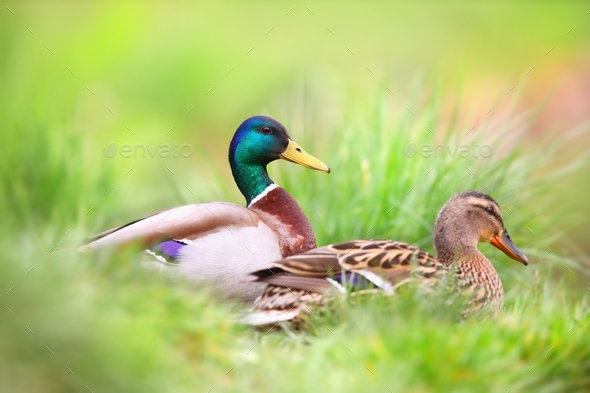 Two mallard sitting in grass in summertime nature - Stock Photo - Images