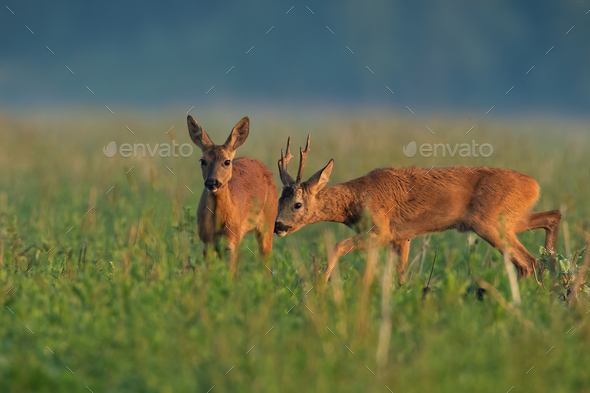 Roe deer couple sniffing on field in summer nature - Stock Photo - Images