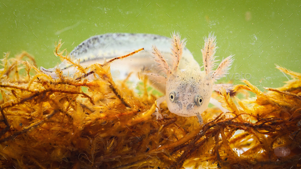 Danube crested newt larva swimming in swamp from close up - Stock Photo - Images