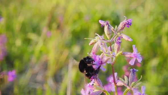 Bumblebee collects nectar from pink flowers alt