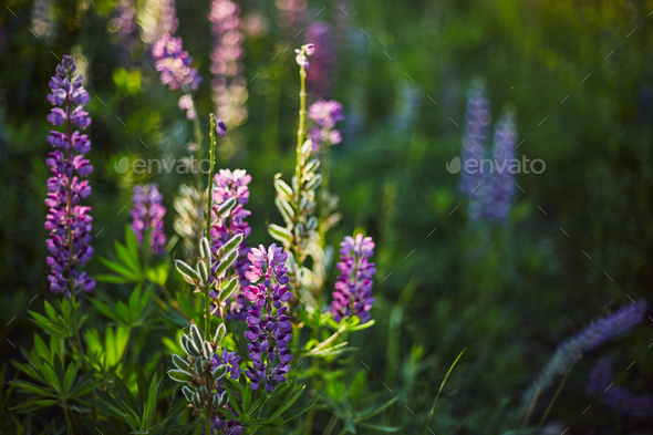 Purple lupine blooms. Closeup of bright flowers in green grass - Stock Photo - Images