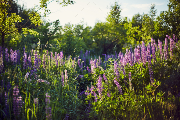 Purple lupine blooms. Closeup of bright flowers in green grass - Stock Photo - Images