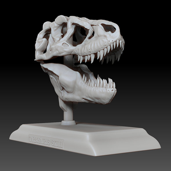 Tarbosaurus Skull 3D - 3Docean 28160514