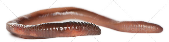 Earthworm, Lumbricus terrestris, in front of white background - Stock Photo - Images