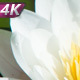 Tender Waterlily In A Marshy Pond - VideoHive Item for Sale