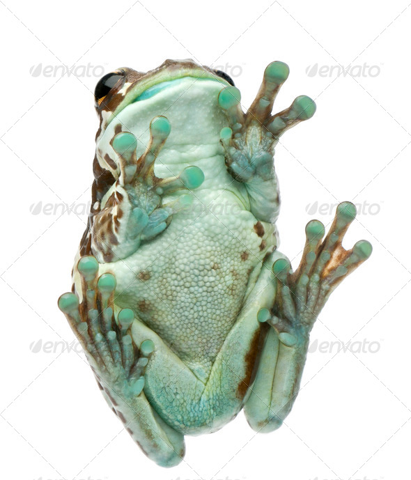 Low angle view of Amazon Milk Frog, Trachycephalus resinifictrix, in front of white background - Stock Photo - Images