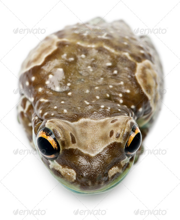 High angle view of Amazon Milk Frog, Trachycephalus resinifictrix, in front of white background - Stock Photo - Images