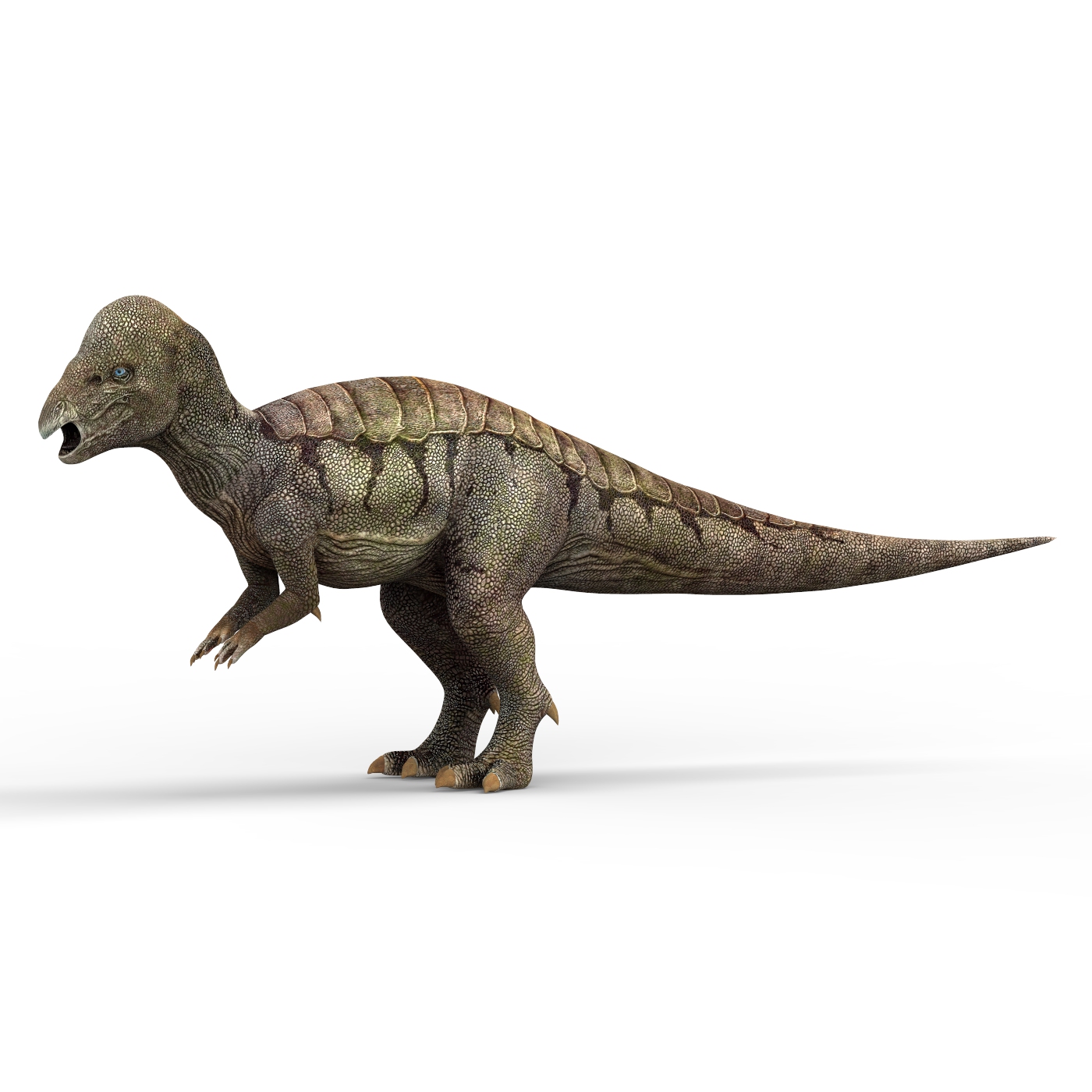 Pachycephalosaurus Dinosaur by cgsea | 3DOcean