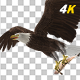 Eurasian White-tailed Eagle - Flying Loop - Down Angle View - 194