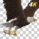 Eurasian White-tailed Eagle - Flying Transition II - 193