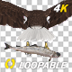 Eurasian White-tailed Eagle - Flying Transition II - 199