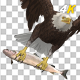 Eurasian White-tailed Eagle - Flying Loop - Down Angle View - 198