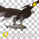 Eurasian White-tailed Eagle - Flying Loop - Down Angle View - 197