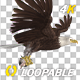 Eurasian White-tailed Eagle - Flying Loop - Down Angle View - 195