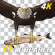 American Eagle - USA Flag - Flying Transition - V - 216