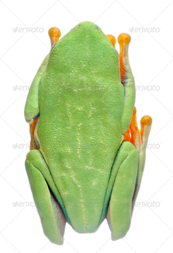 High angle view of Red-eyed Treefrog, Agalychnis callidryas, in cryptic water conservation posture - Stock Photo - Images