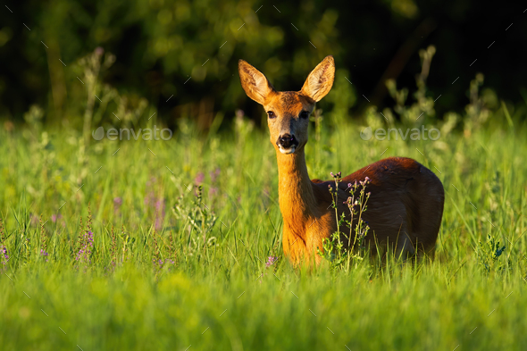 Roe deer doe standing on flower field in summer nature - Stock Photo - Images