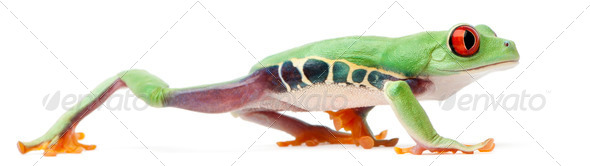 Red-eyed Treefrog, Agalychnis callidryas, walking in front of white background - Stock Photo - Images