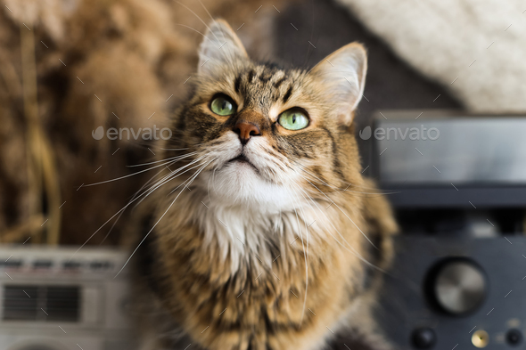 Cute tabby cat with green eyes sitting on rustic table and looking up