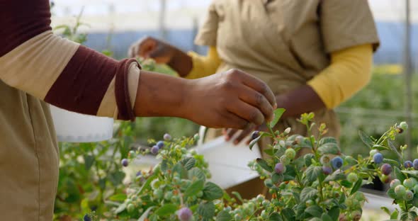 Workers picking blueberries in blueberry farm 4k alt