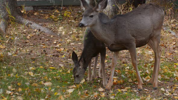 Deer mother and fawn grazing at autumn alt