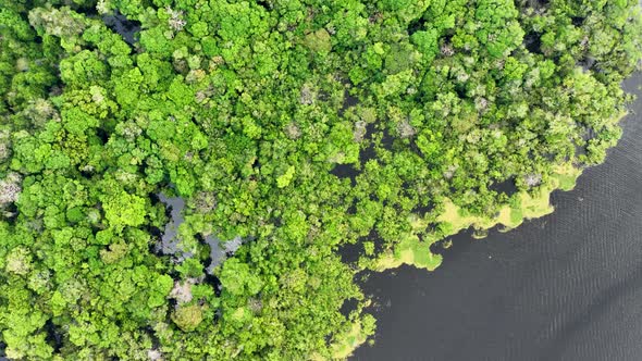 Stunning landscape of Amazon Forest at Amazonas State Brazil. alt