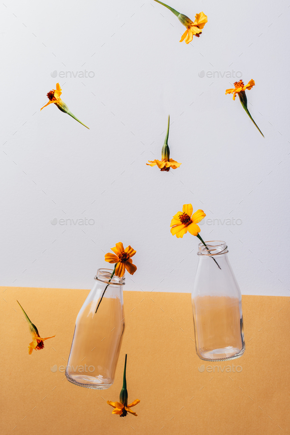 Glass bottles milk packaging and Chernobrivtsi flowers falling down on white and orange background.