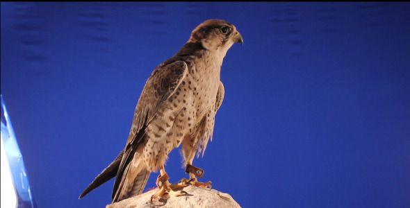 Falcon Takes Off  alt