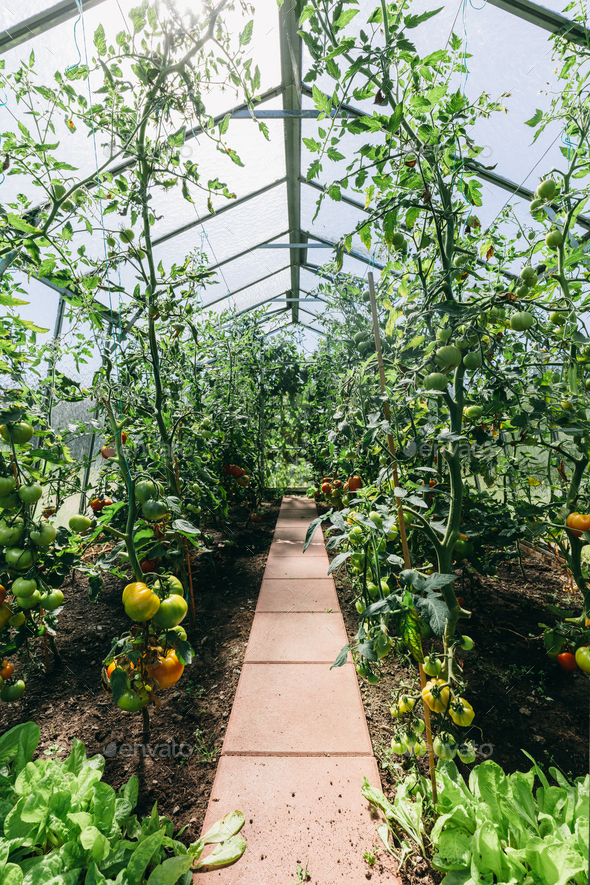 Backyard greenhouse with tomato growing
