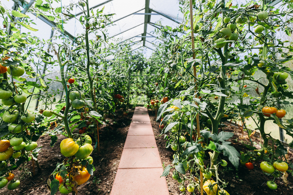 Backyard greenhouse with tomato growing