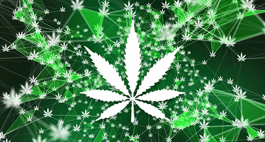 Marijuana Cannabis Ganja