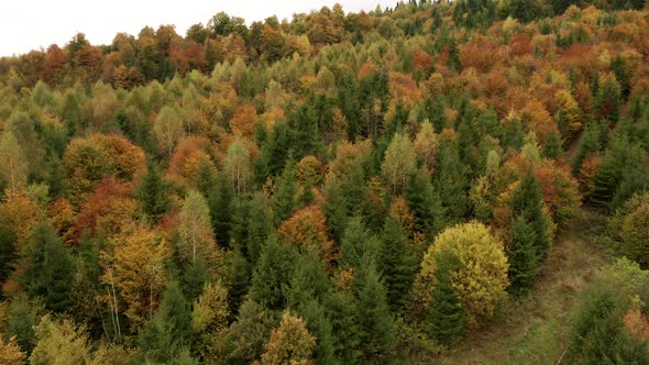 Slow ascending aerial shot above beautiful forest in vibrant autumn colors alt