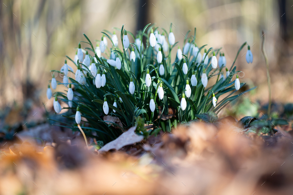 Spring flower snowdrop is the first flower in the end of winter and the beginning of spring.