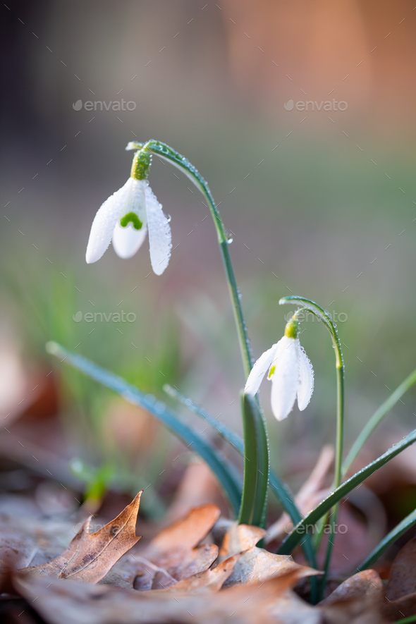 Spring flower snowdrop is the first flower in the end of winter and the beginning of spring.