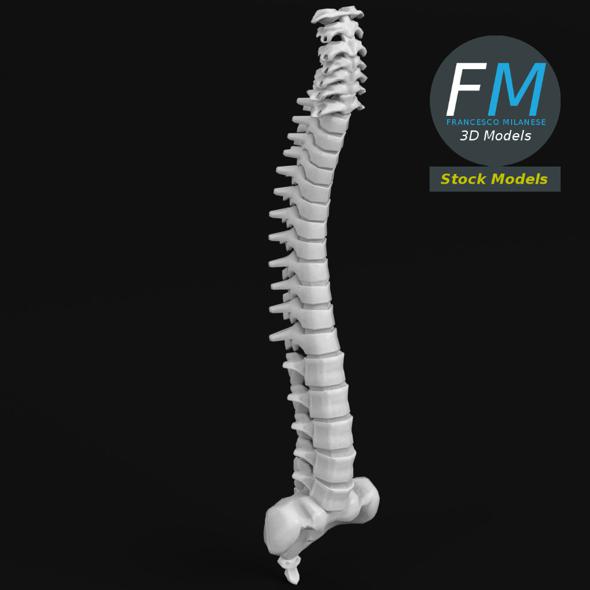 Anatomy - Spine - 3Docean 17099295