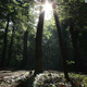 Forest And Sun - VideoHive Item for Sale