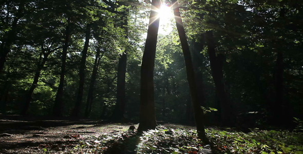 Forest And Sun