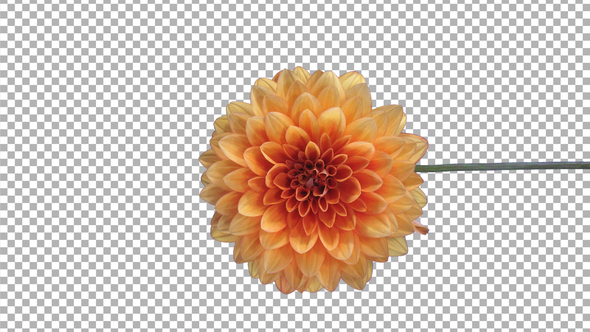 Time-lapse of opening orange dahlia flower with ALPHA channel, vertical orientation alt