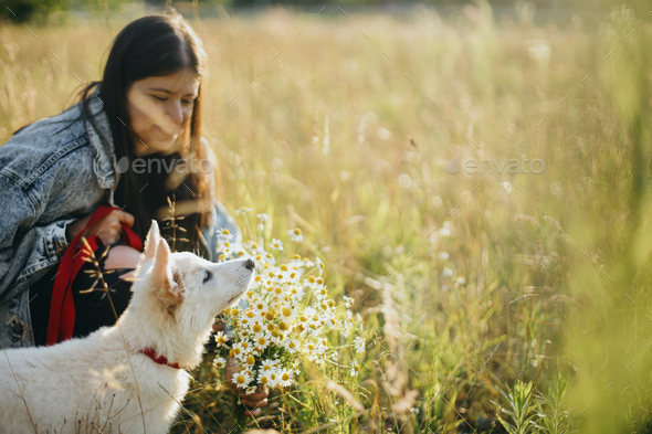 Cute white puppy smelling daisy flowers in warm sunset light in summer meadow