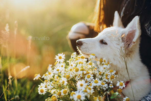 Cute white puppy smelling daisy flowers in warm sunset light in summer meadow