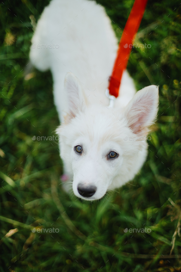 red leash dog walking