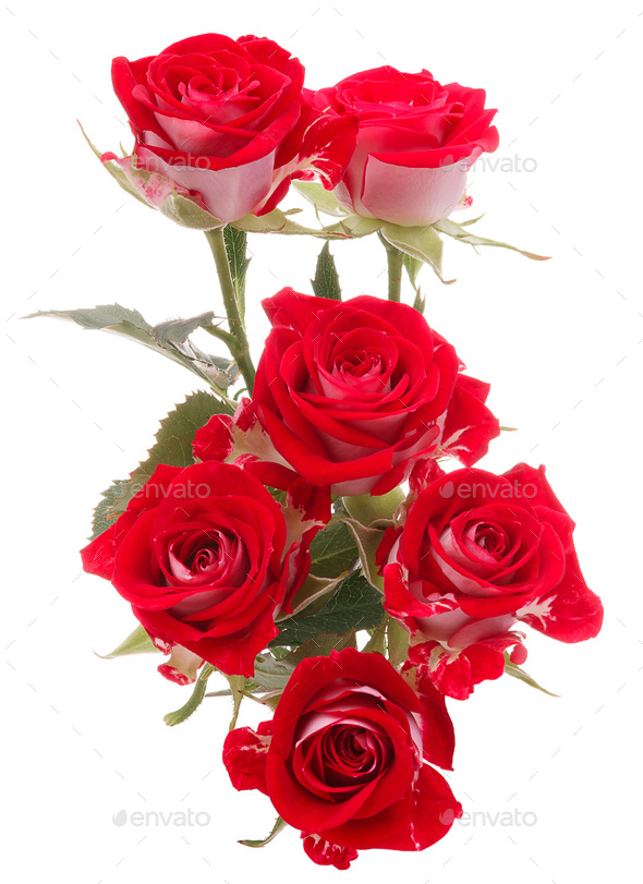 Red rose flower bouquet isolated on white background cutout Stock Photo ...
