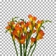 Time-lapse of growing and opening orange freesia flower buds with ALPHA channel Time-lapse of growing and opening orange freesia flower buds with ALPHA channel - VideoHive Item for Sale