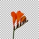 Time-lapse opening orange freesia flower buds with ALPHA channel Time-lapse opening orange freesia flower buds with ALPHA channel - VideoHive Item for Sale