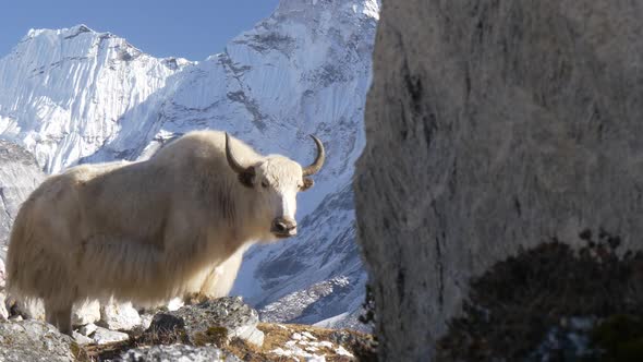 White Yak in the Nepalese Himalayas. Snow-covered Tops on the Background. Steadicam Shot alt