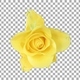 Time-lapse of opening yellow April rose with ALPHA channel, top view - VideoHive Item for Sale